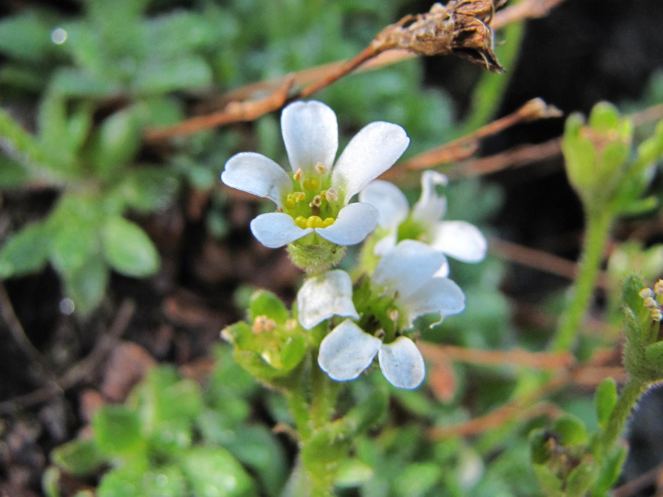 Saxifraga androsacea / Sassifraga rosulata